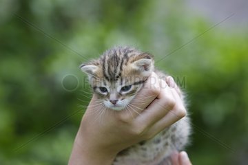 Kätzchen von den Händen des Kinder Elsass Frankreich gehalten