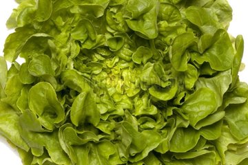 Close-up on a blond oak leaf salad