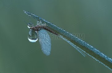 Mayfly mit Tau auf Grasschweiz bedeckt