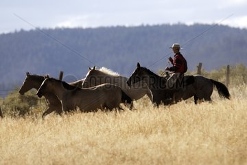 Cow-boy with horse bringing back of other horses Oregon the USA