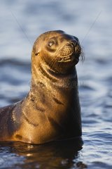 Southern sea lion pup looking for mother Valdes Peninsula