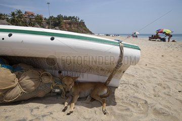 Dog sleeping in the shade of a boat Kerala India