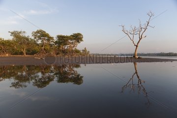 Mangrove and dead tree at dusk in Burma