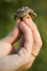 Hermann's Tortoise baby in the turtles village Gonfaron Var