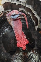 Portrait of a male turkey exposed in a city Var France