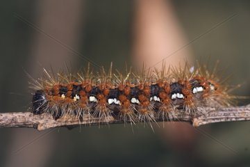 Jersey Tiger caterpillar on a stem in Bretagne France