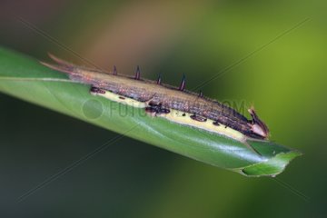 Owl Butterfly caterpillar in a greenhouse farming France