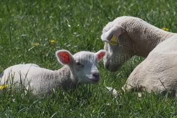 Lamb with his mother in a meadow Isere France