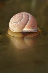 Empty White Lipped Snail shell and its reflection on the ice