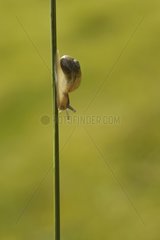 White-lip Gardensnail down a rod in the spring France