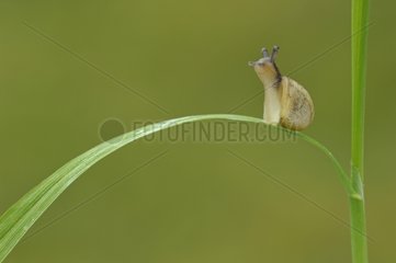 White-lip Gardensnail perched on a leaf in the spring France