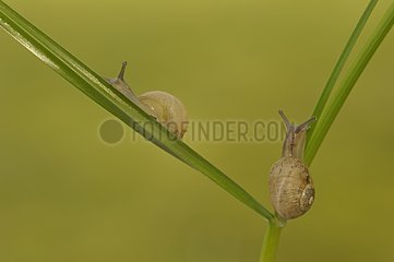 Two White-lip Gardensnails on a blade of grass France