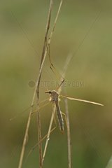 Female cranefly at dawn on a twig Finistère