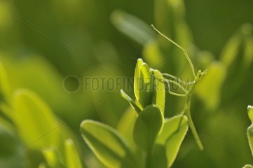 Young Stick insect still on green leaves
