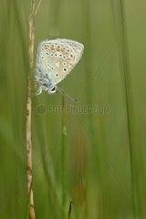 Adonis blue put on a rod in the morning Finistère