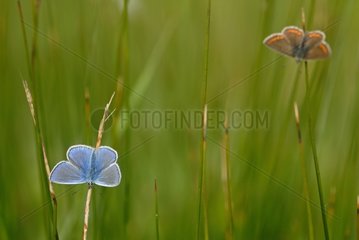 Mazarine Blue and Brown argus at spring Finistere