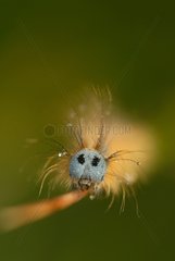 Portrait of a caterpillar of Ground lackey Finistere