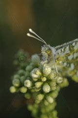 Orange-tip Butterfly posing and covered with dew at morning