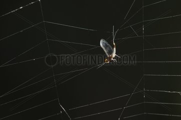 Ephemeral small trapped in a spider web France
