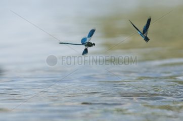Damselflies flying over the Loire France