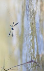 Damselfly flying over the Loire France