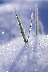 Herb under snow