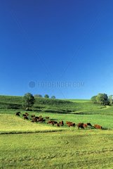 Herd of Salers cows in the Cantal