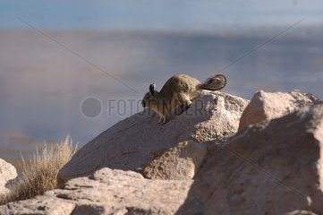 Southern Viscacha on a rock Chile