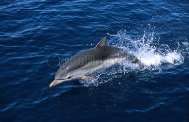 Dauphin bleu et blanc sautant hors de l'eau Golfe du Lion