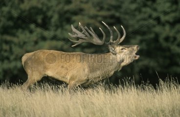 Red Deer belling Europe