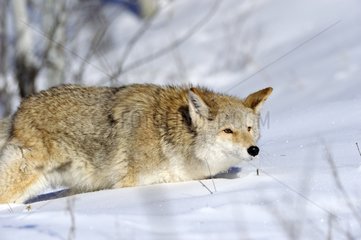 Kojote spazieren in den Snow Rocky Mountains Montana USA