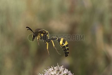 Potter Wasp in flight France