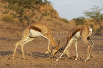 Fight of Springboks Namibia