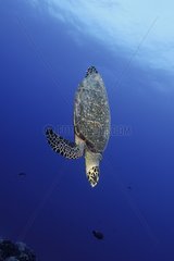Hawksbill Sea Turtle Tuamotu French Polynesia