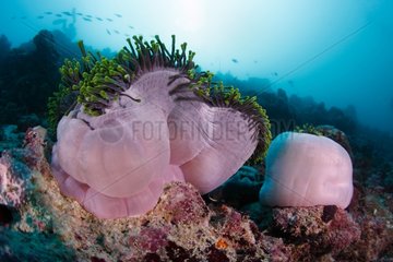 Magnificent anemone on the reef Maldives