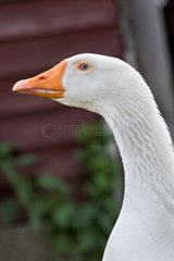 Portrait of a white goose in Niederbruck Alsace