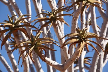 Quiver tree in the Namib desert Namibia