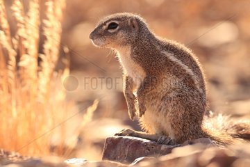 Mountain Ground Squirrel in Namibia