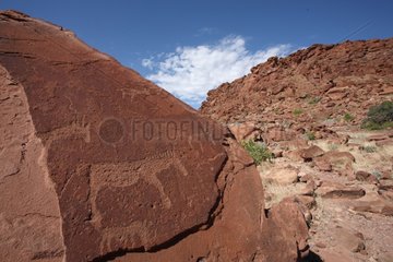 Rock carvings of animals Twyfelfont in Damaraland in Namibia