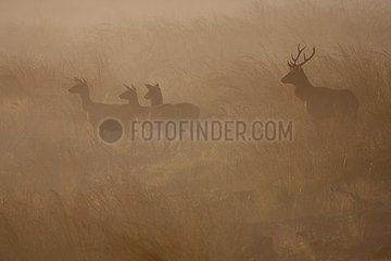 Red deers in the fog in the Ardenne's forest in Belgium