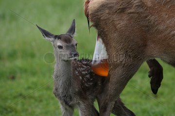 Farrowing of red deer hind in Belgium