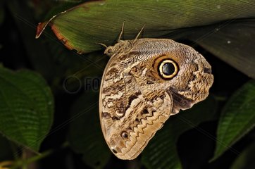 Dark Owl-butterfly under a leaf Costa Rica