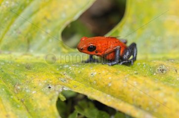 Strawberry dart poison frog on a leaf in Costa Rica