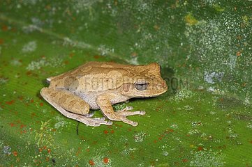 Common tink frog on a leaf in the Turrialba NP Costa Rica