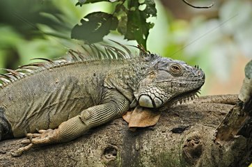 Green iguana resting on a branch in Costa Rica