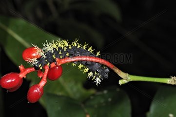 Spiny moth caterpillar on a bunch of fruits Costa Rica