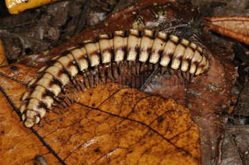 Millipedes on dead leaves Costa Rica