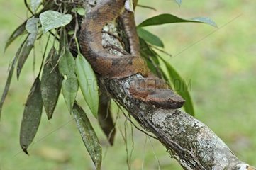 Rainforest Hognosed Pitviper on a branch in Costa Rica