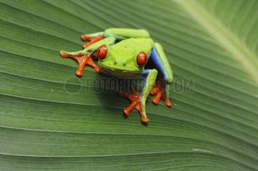 Red eyed treefrog on a leaf in Costa Rica