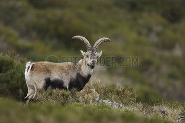 Male Spanish ibex in Sierra de Gredos Spain